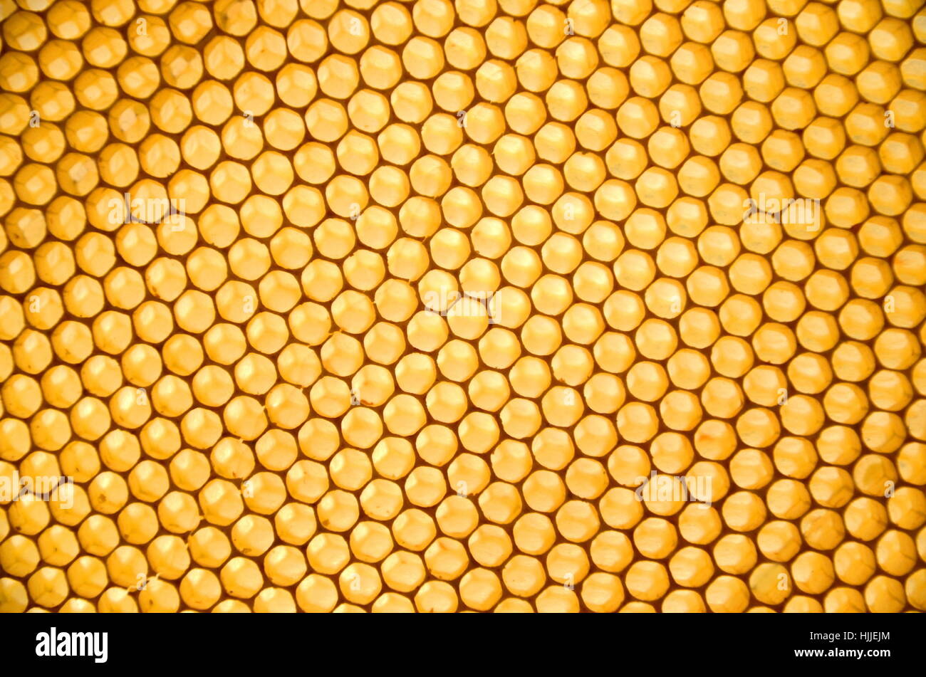 sunlight, apiary, honeycomb, backdrop, background, insect, bee, texture ...