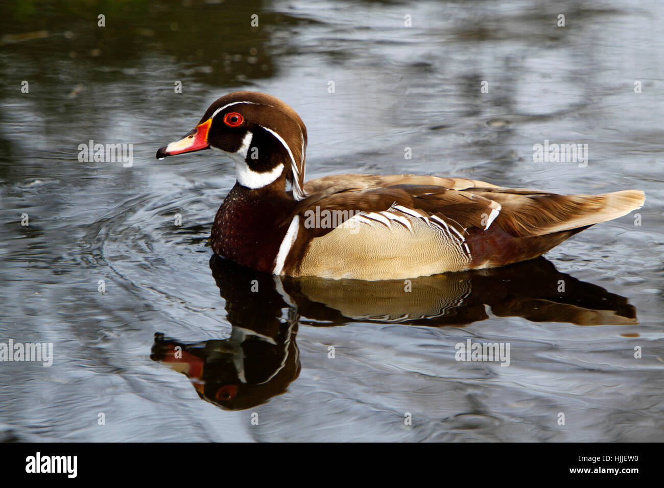bird, birds, duck, waterfowls, waterfowl, drake, male, animal, bird ...