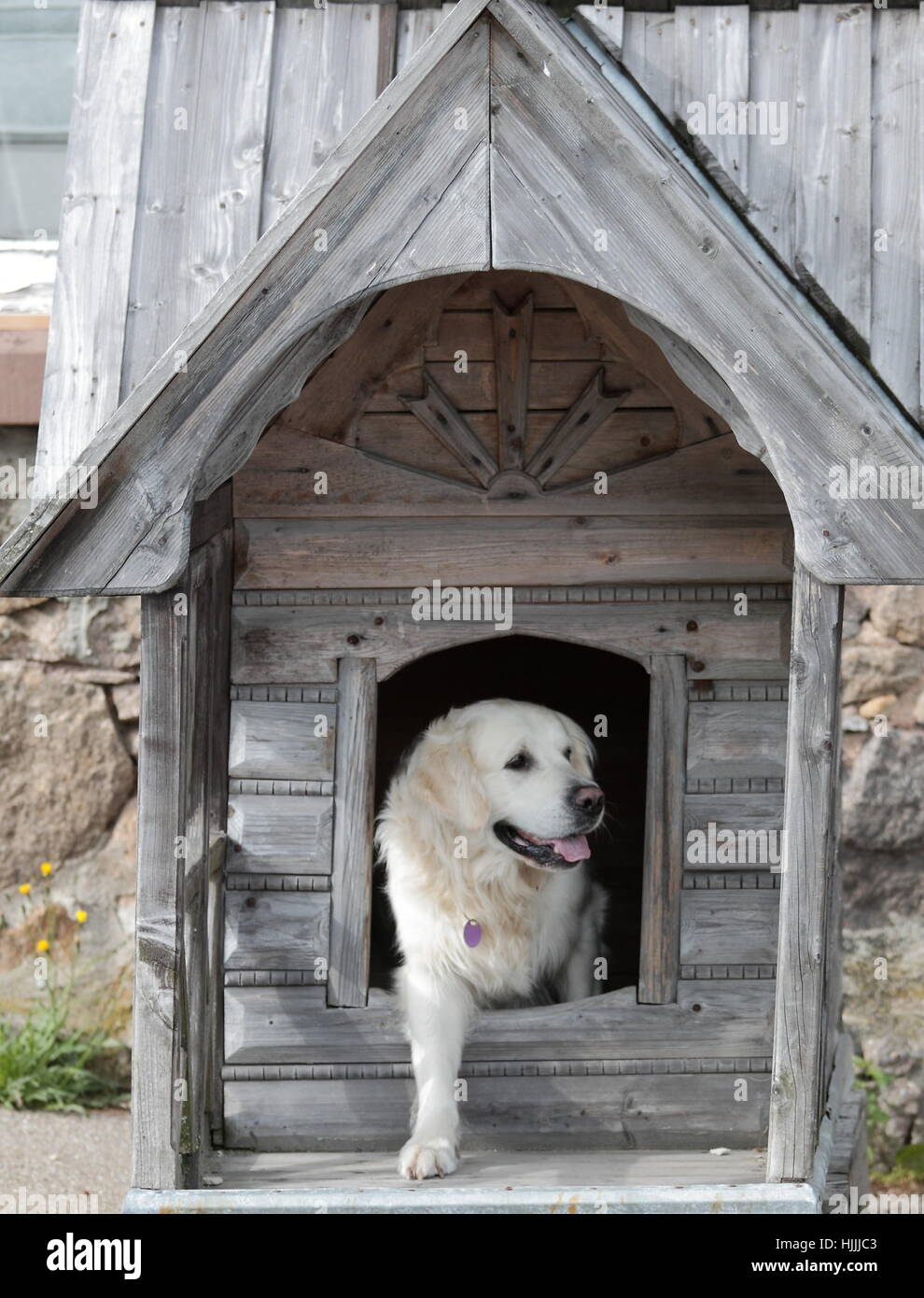 dog, dog kennel, dog, dog kennel, golden retriever, golden retriever