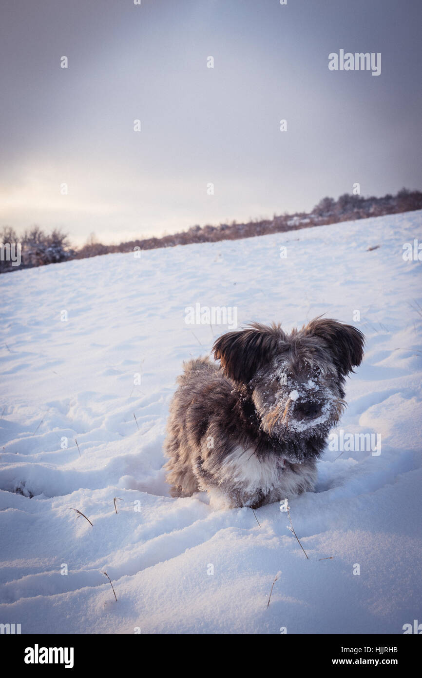 A cute dog standing in the snow with snow on his face Stock Photo - Alamy