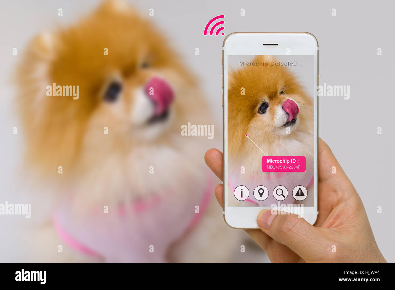 Concept of augmented reality of pet microchip app on smartphone. Stock Photo