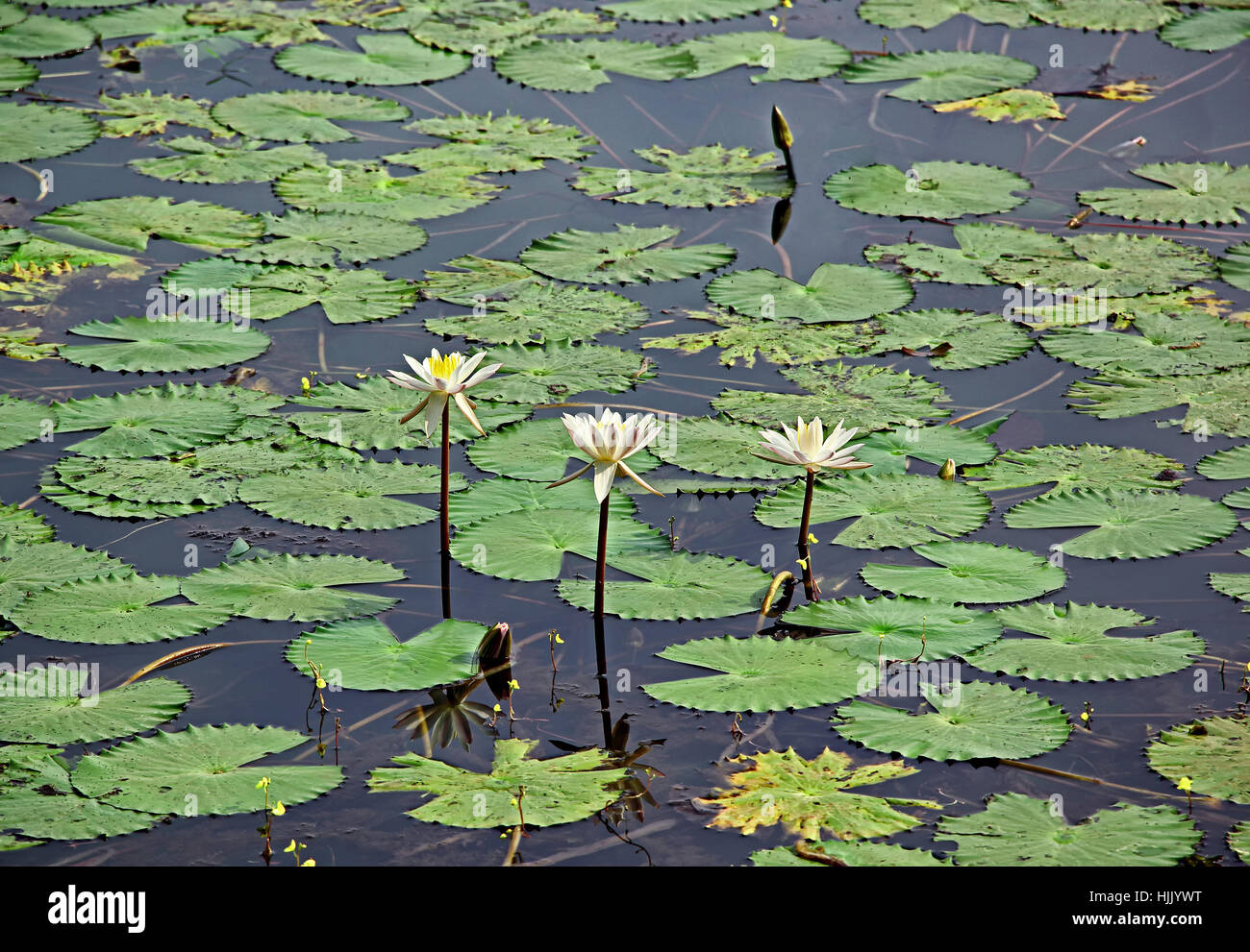 White water lily bloom and floating leaves in lotus lake Stock Photo