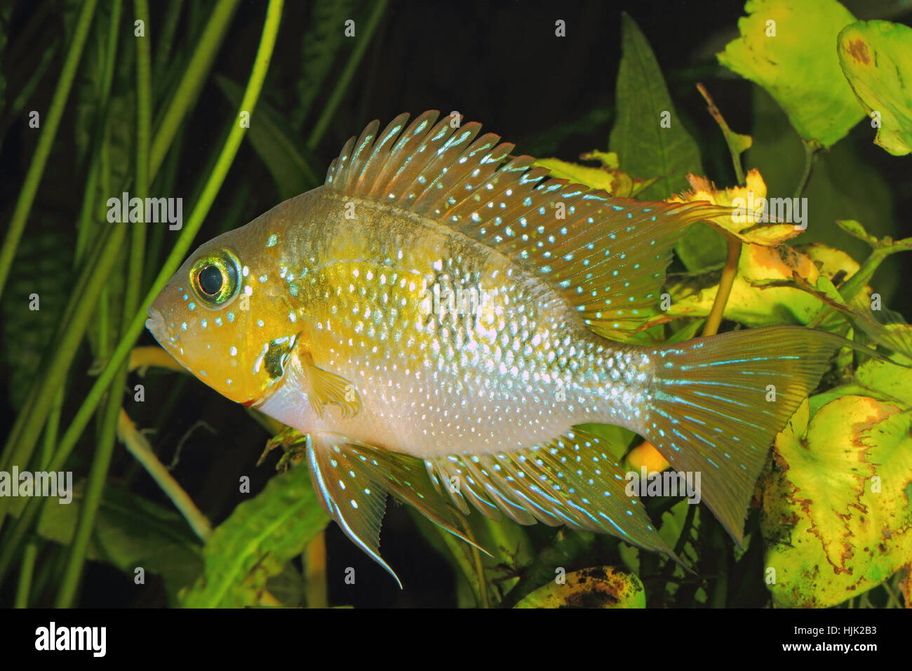 Hellers gold cichlid (Thorichthys helleri) - male Stock Photo