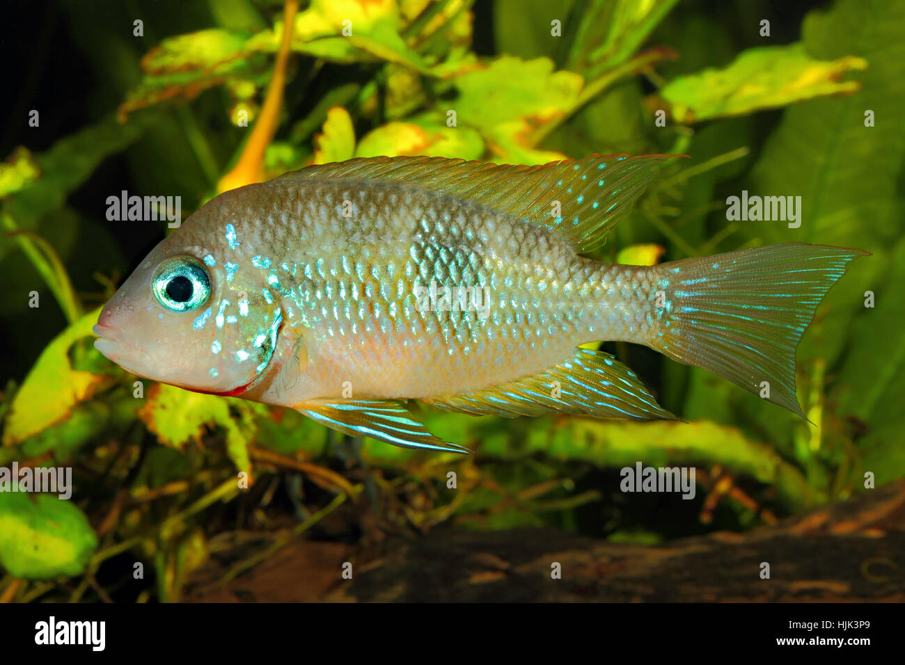 Socoloffs gold cichlid (Thorichthys socoloffi) - male Stock Photo