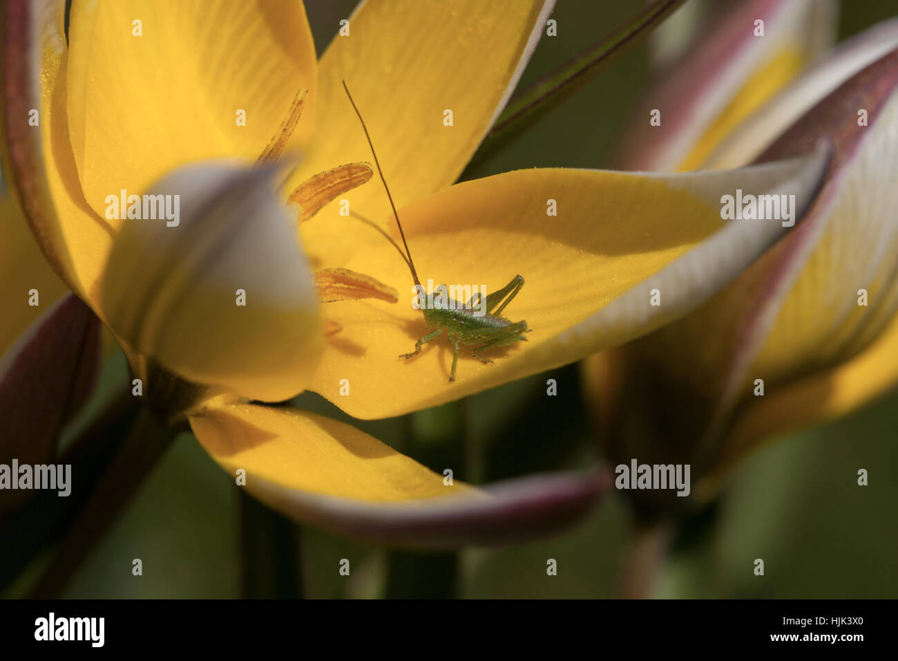 flower, plant, tulip, grasshopper, small, tiny, little, short, flower, plant, Stock Photo