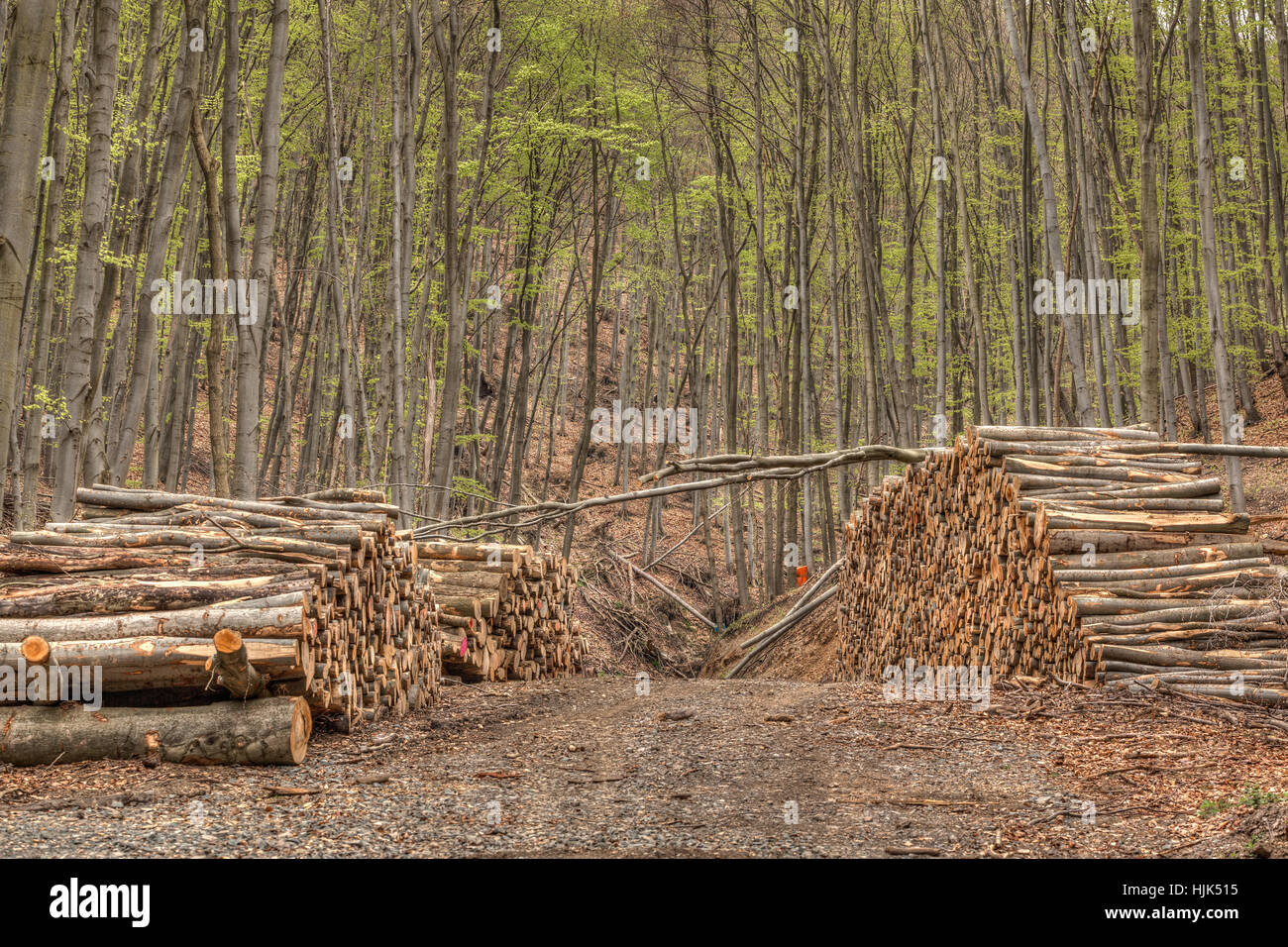 timber, forest, forestry, environment, enviroment, wood, agriculture, farming, Stock Photo