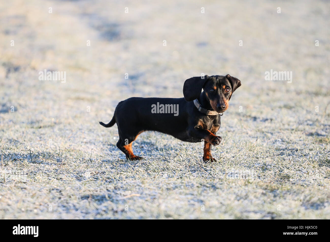 dog boots for miniature dachshund