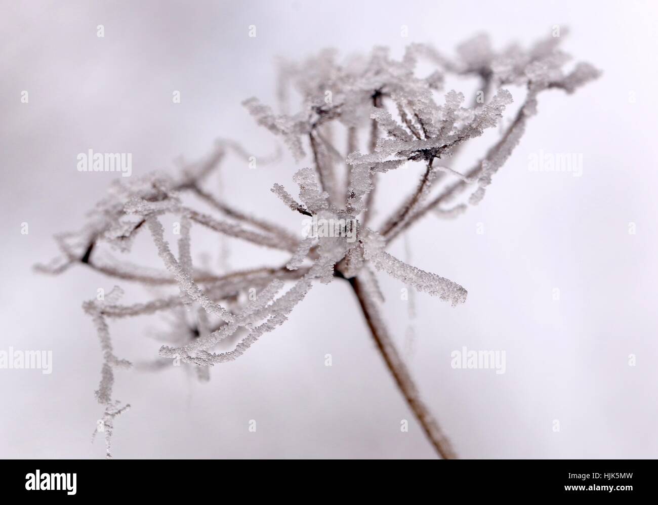 Macro image of a Frozen Cow Parsely Seed Head shot on a foggy wintery day in January Shepperton England U.K. Stock Photo