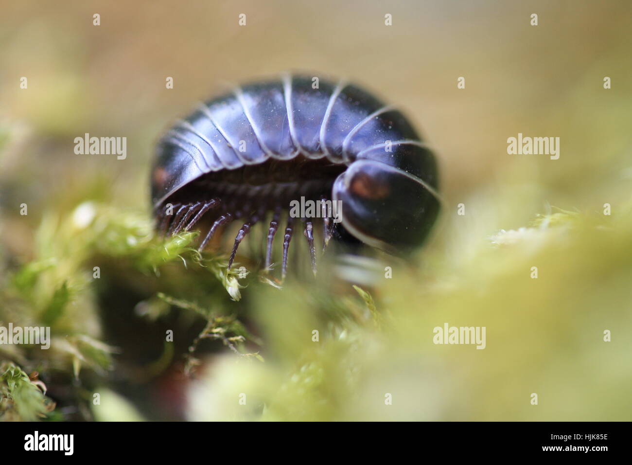 insect, beetle, roll, rolls, rollers, legs, insect, beetle, roll, rolls, Stock Photo