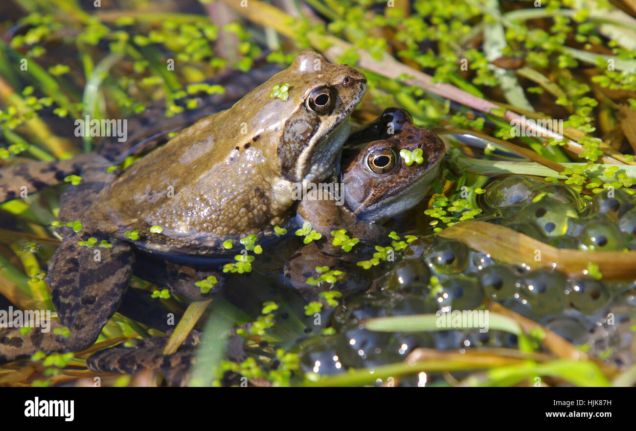 Kreuzkrte hi-res stock photography and images - Alamy