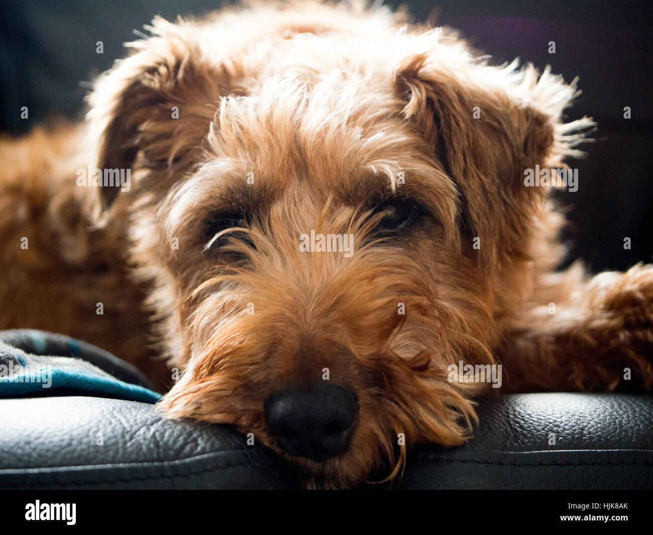 An Irish Terrier dog looking very relaxed on a black leather sofa Stock Photo