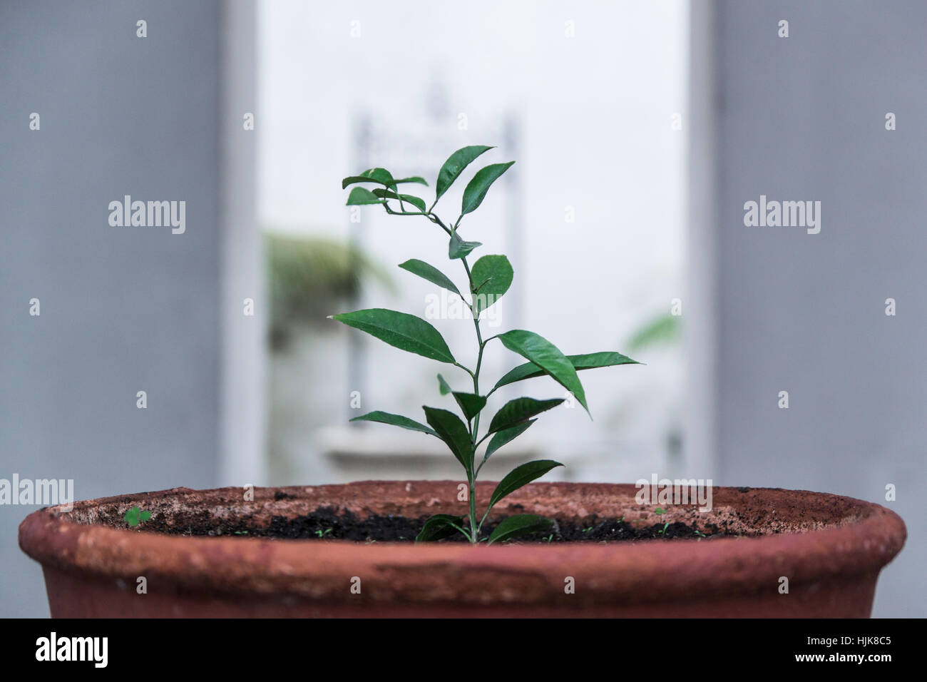 Planta pequena hi-res stock photography and images - Alamy