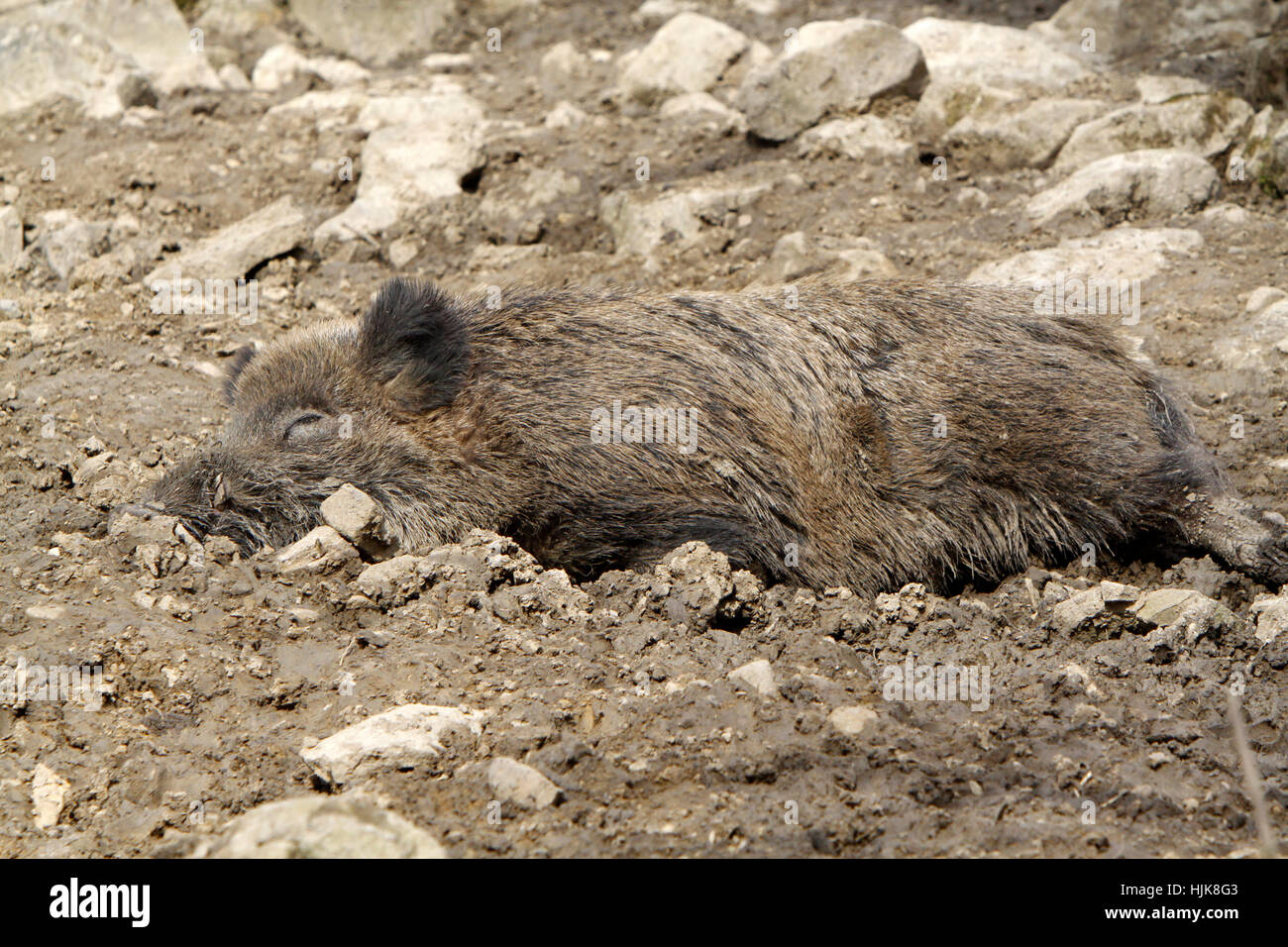sleep, sleeping, tired, wild boar, pig, wild boars, mammal, wild, portrait, Stock Photo
