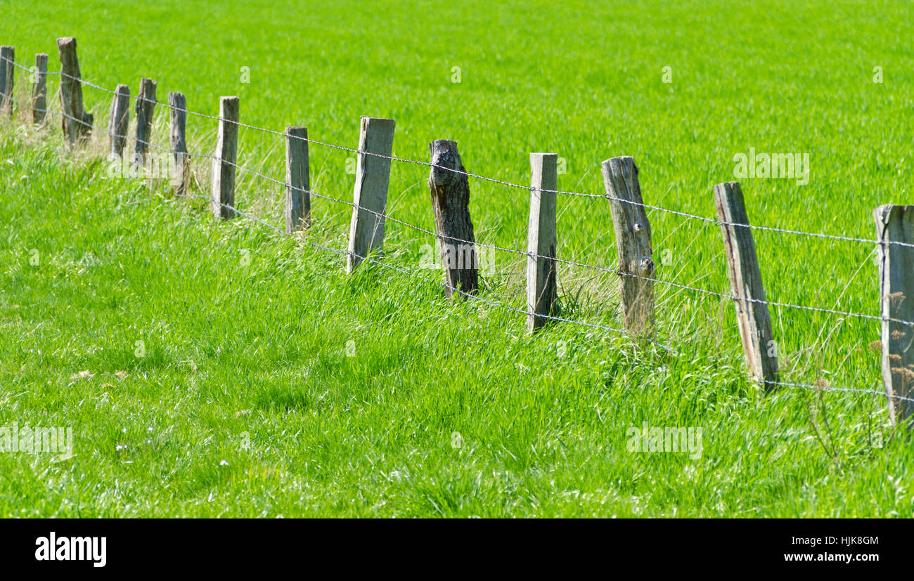 green, fence, fence in, fencing, meadow, scenery, countryside, nature, grass, Stock Photo