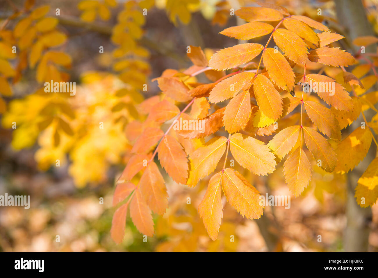 Ash tree leaves in Autumn. Close view. Stock Photo