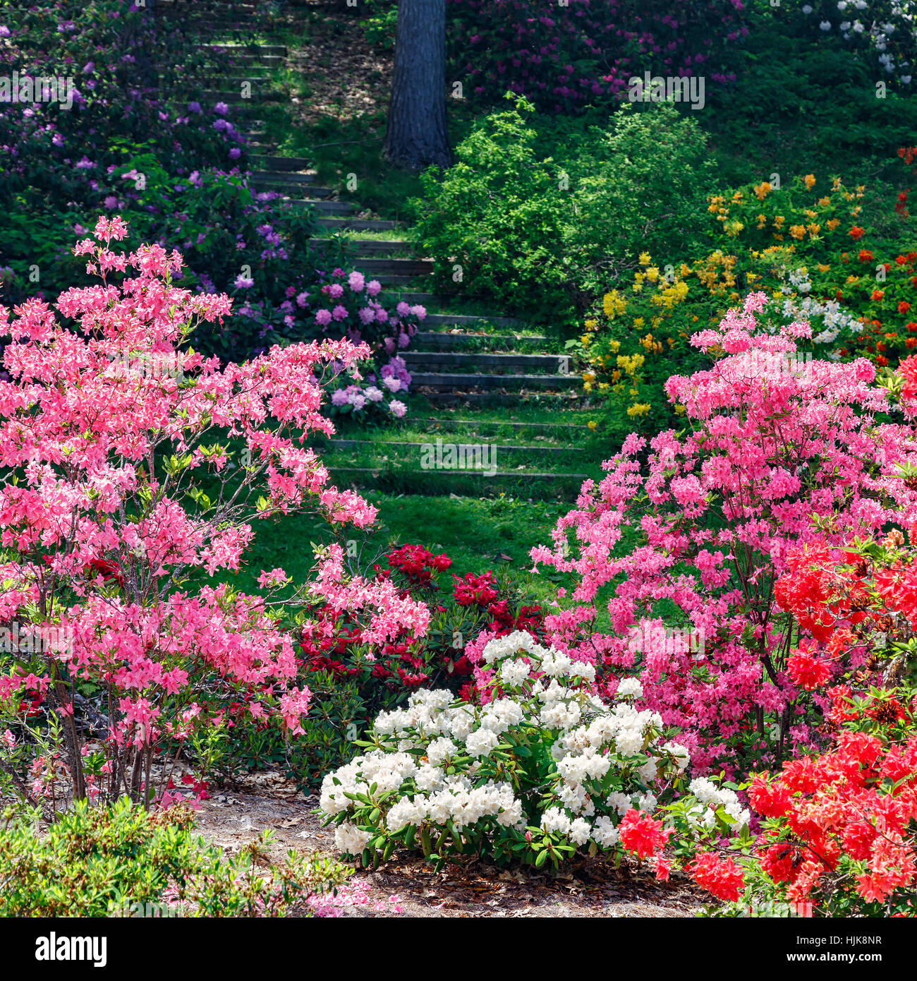 Azalea and rhododendron plants flowering in the garden Stock Photo Alamy