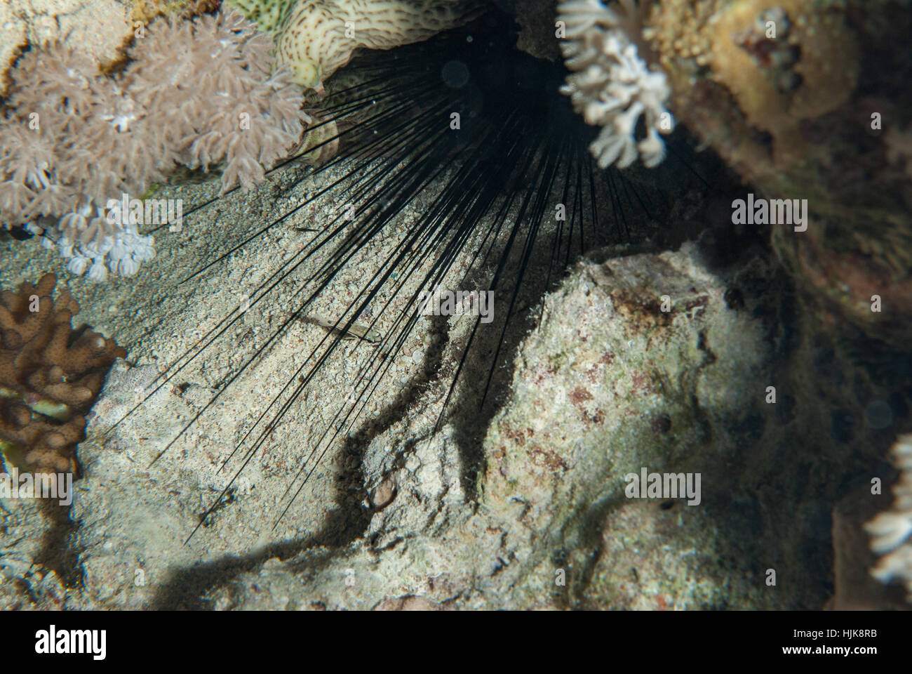 Long-spined sea urchin, Diadema paucispinum, Sharm el Sheikh, Red Sea, Egypt Stock Photo