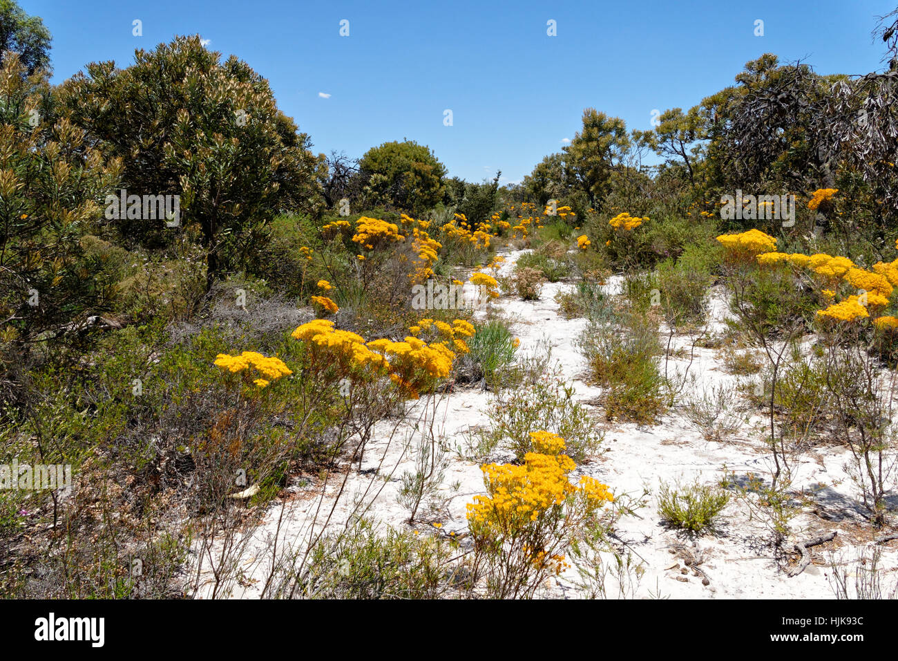 Australian Native Christmas tree Flower, Nuytsia floribunda, Western Australia. Stock Photo