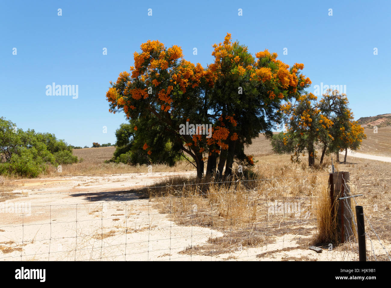 Australian Native Christmas tree, Nuytsia floribunda, Western Australia. Stock Photo