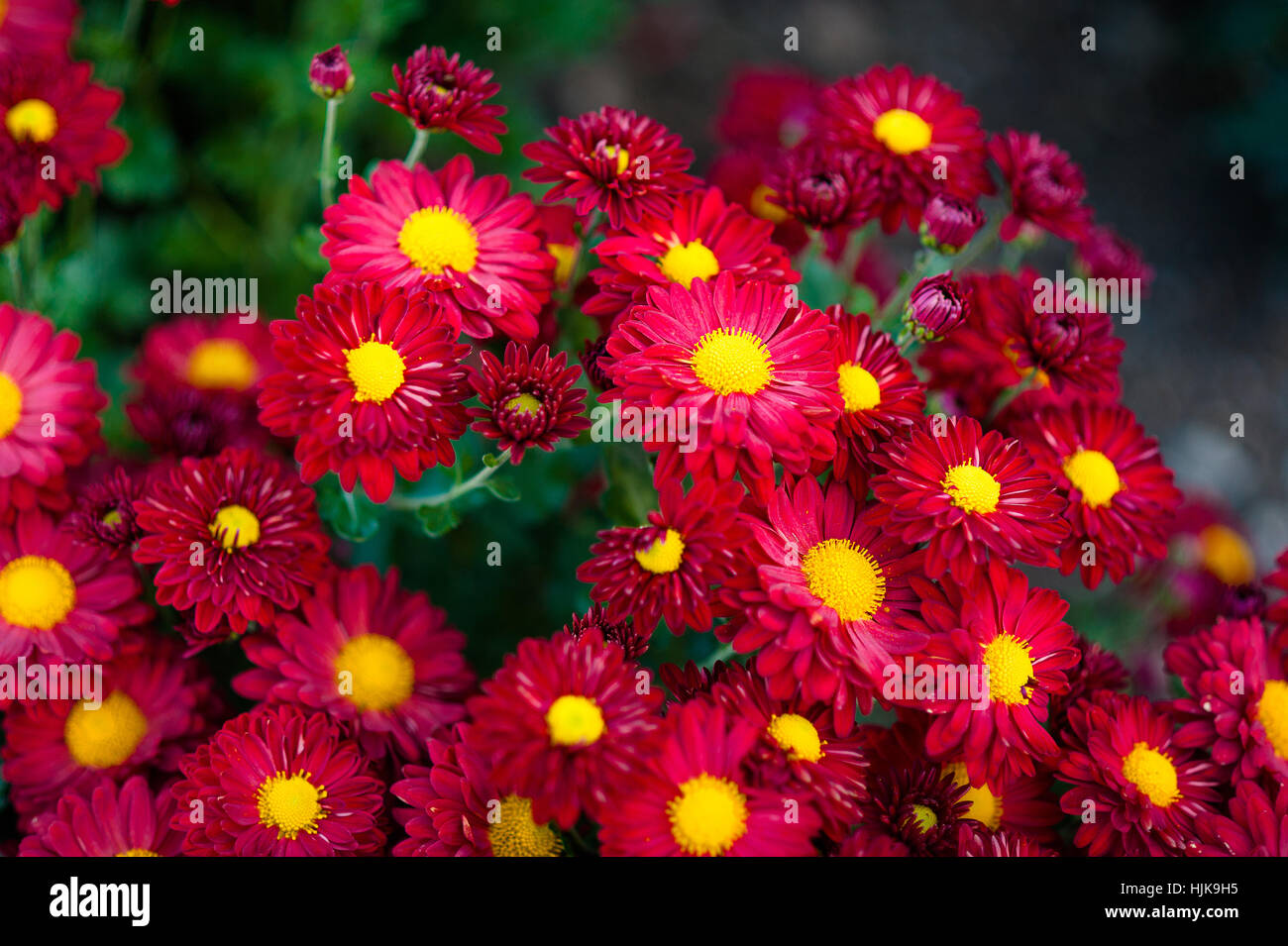 Red petal and yellow pollen chrysanthemum in field Stock Photo