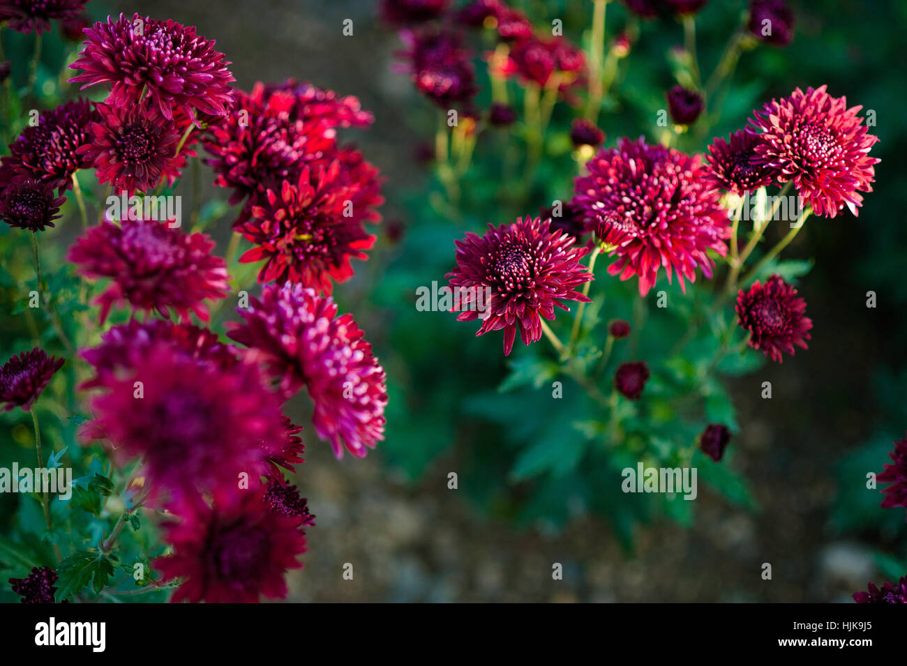 beautiful vinous of Chrysanthemum flowers. gardening. floriculture Stock Photo