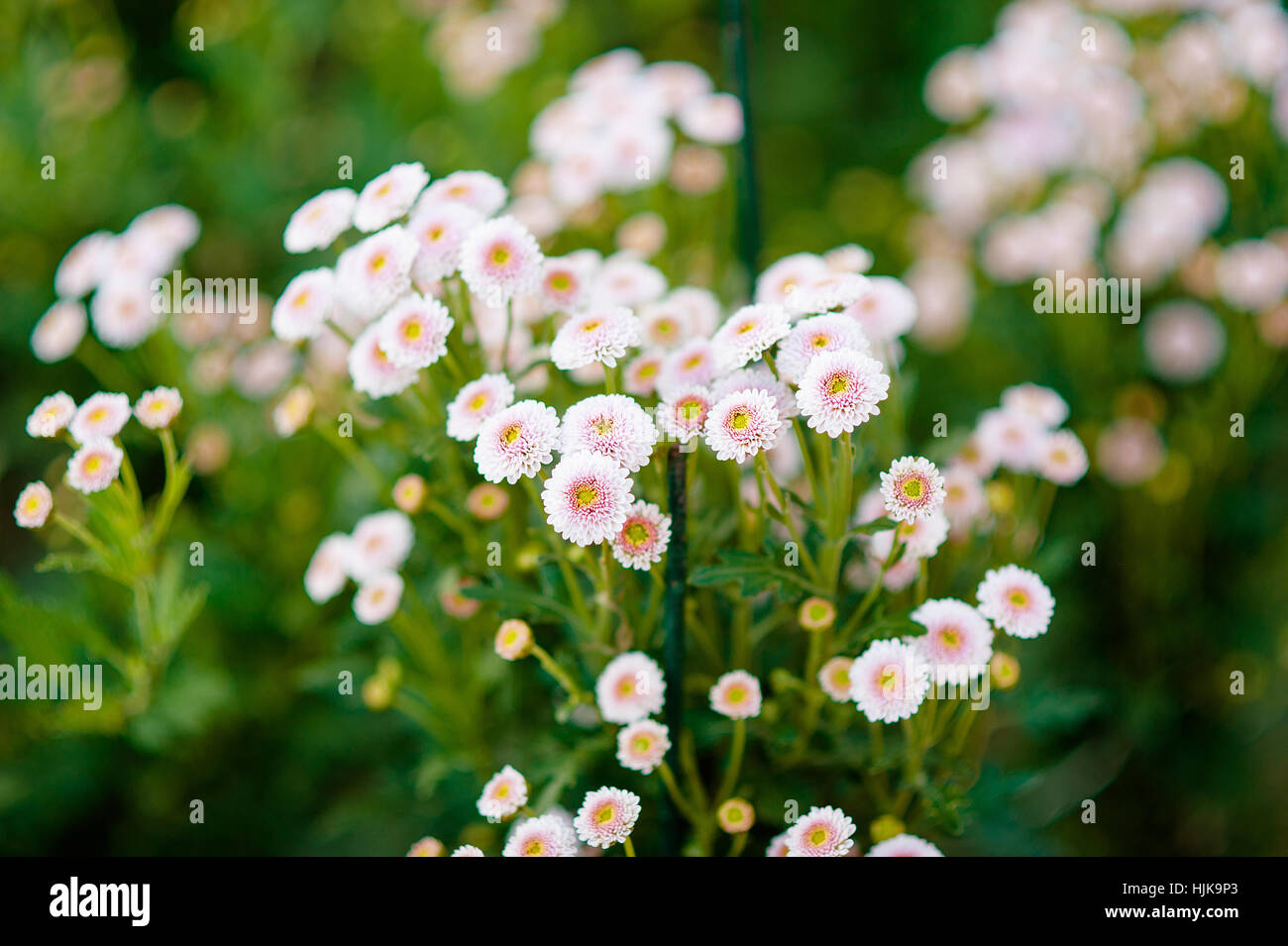 Pink Chrysanthemum background, wallpaper, beautiful flower Stock Photo