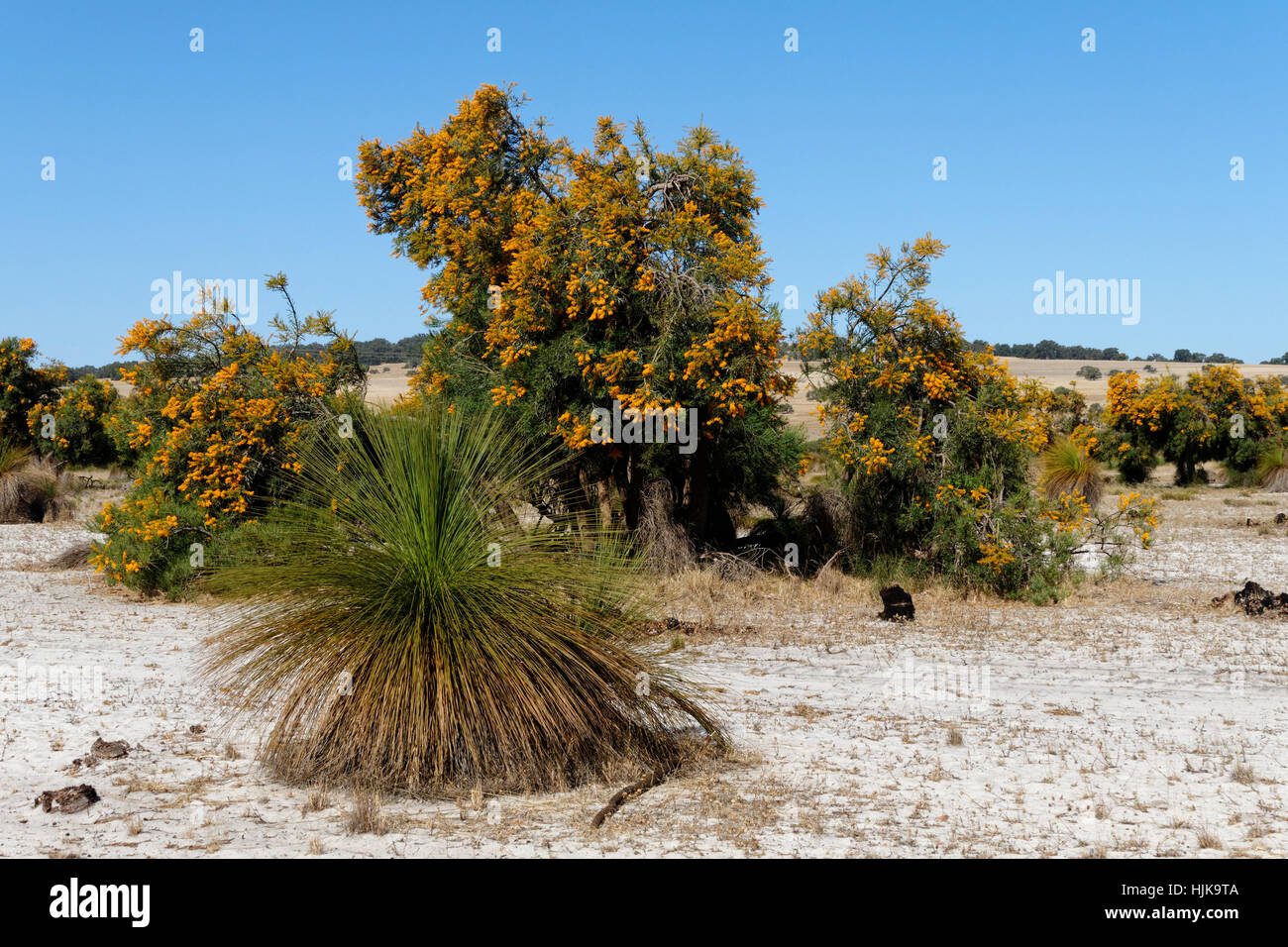 Australian Native Christmas tree (Nuytsia floribunda) Grass trees (Xanthorrhoea), Western Australia. Stock Photo
