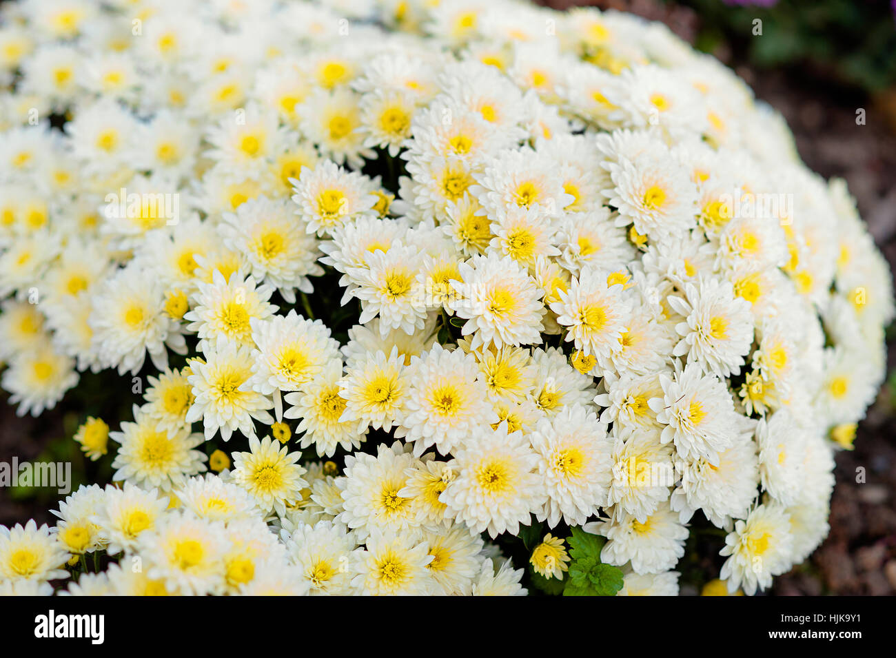 Beautiful white chrysanthemum as background picture. wallpaper
