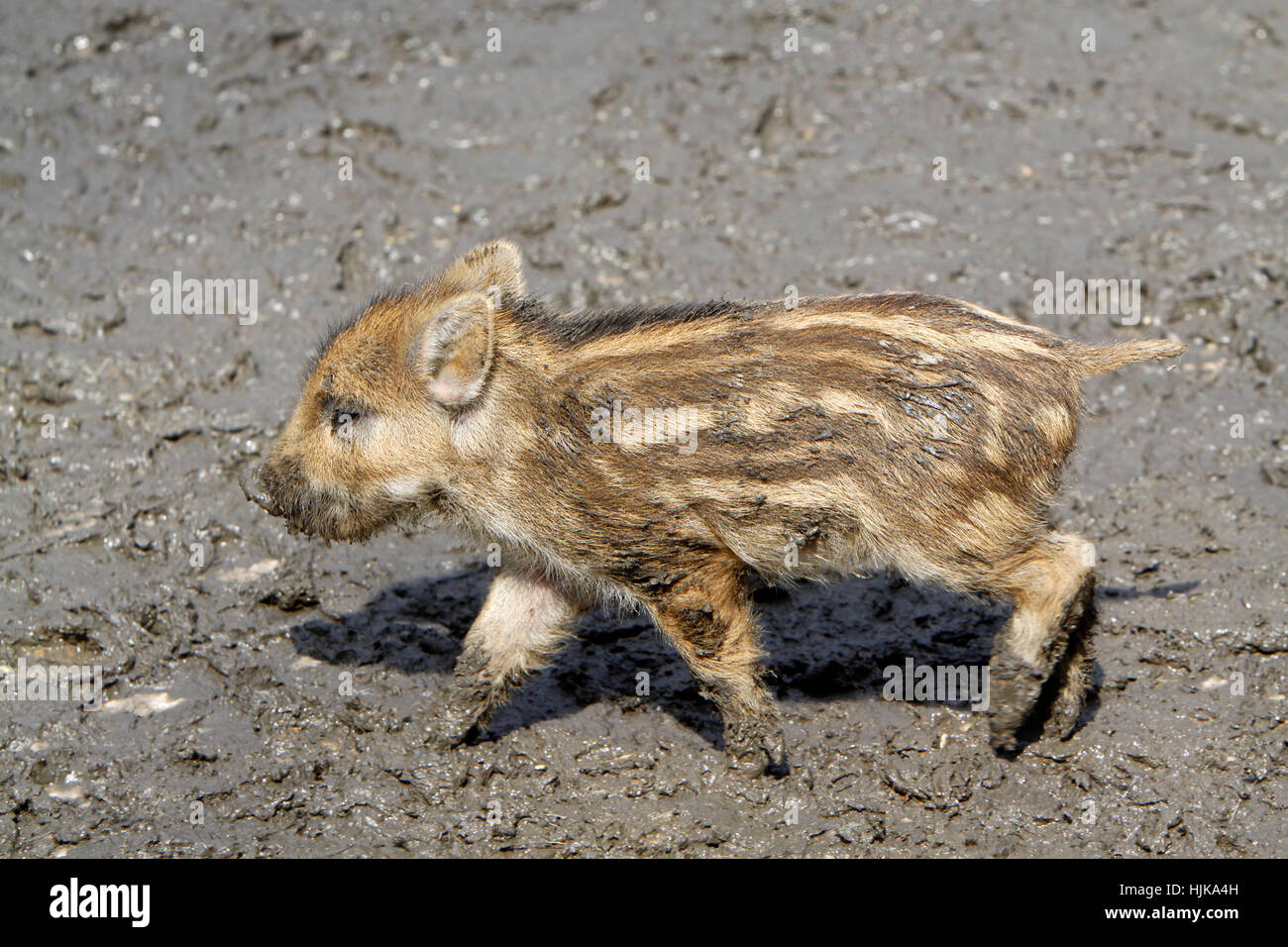 wild boar, pig, young animal, young of a wild boar, animal child, wild boars, Stock Photo