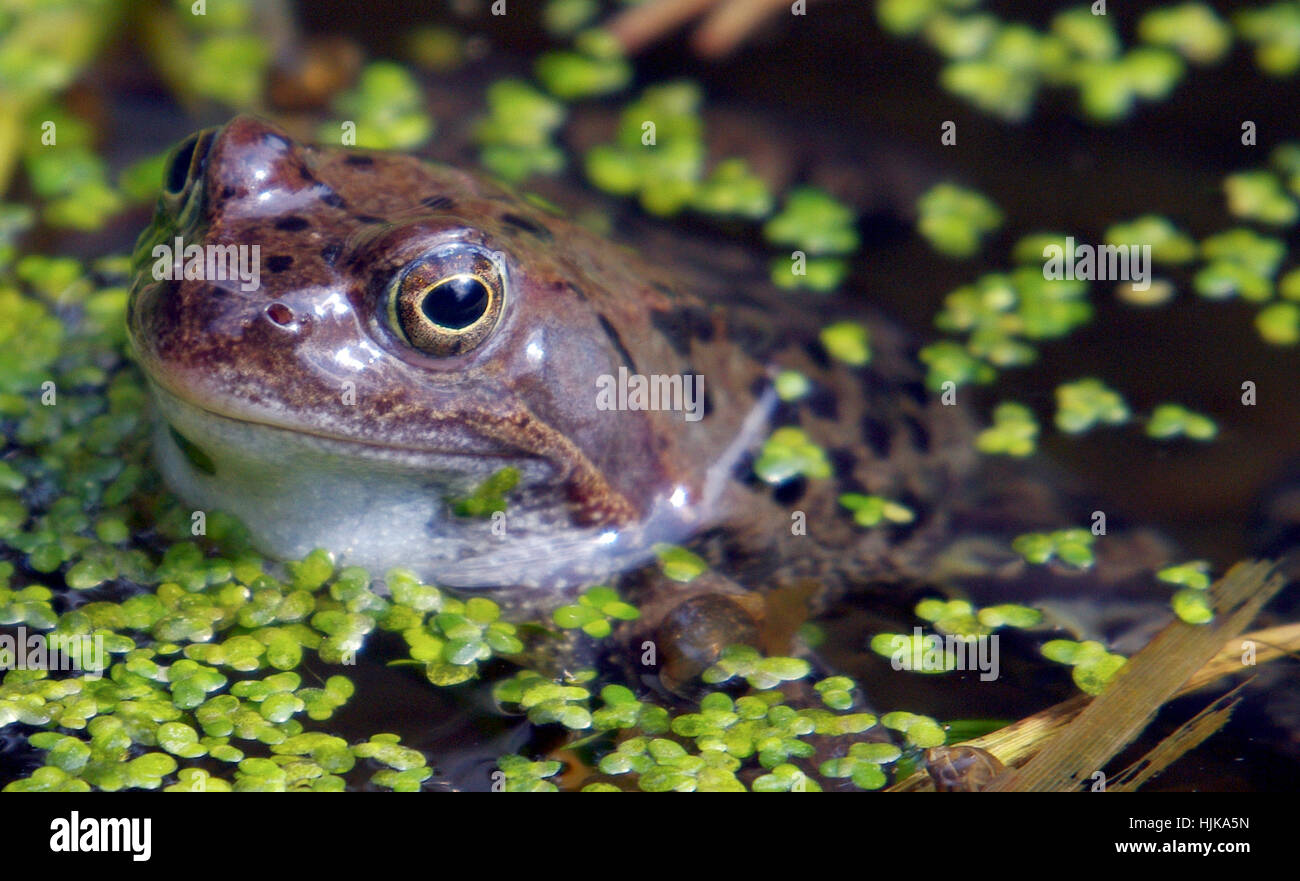 the frog - amphibian our landscape Stock Photo - Alamy