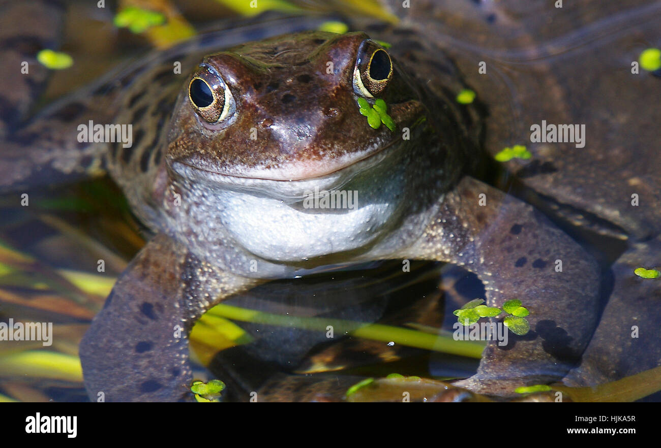 the frog - amphibian our landscape Stock Photo - Alamy