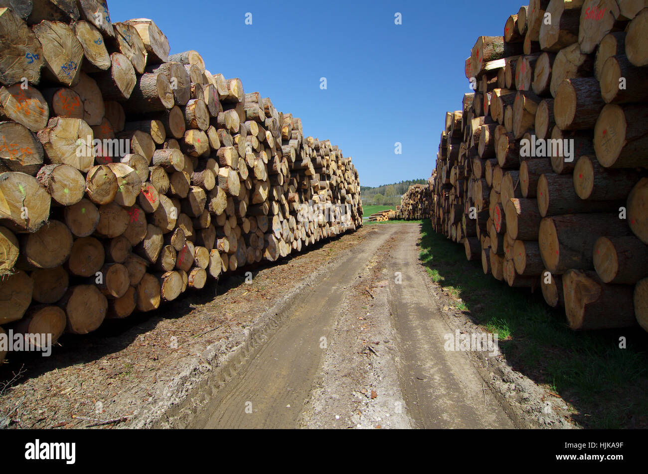 wood a renewable resource Stock Photo Alamy