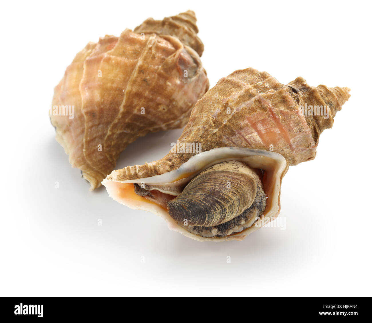 Neptunea hi-res stock photography and images - Alamy