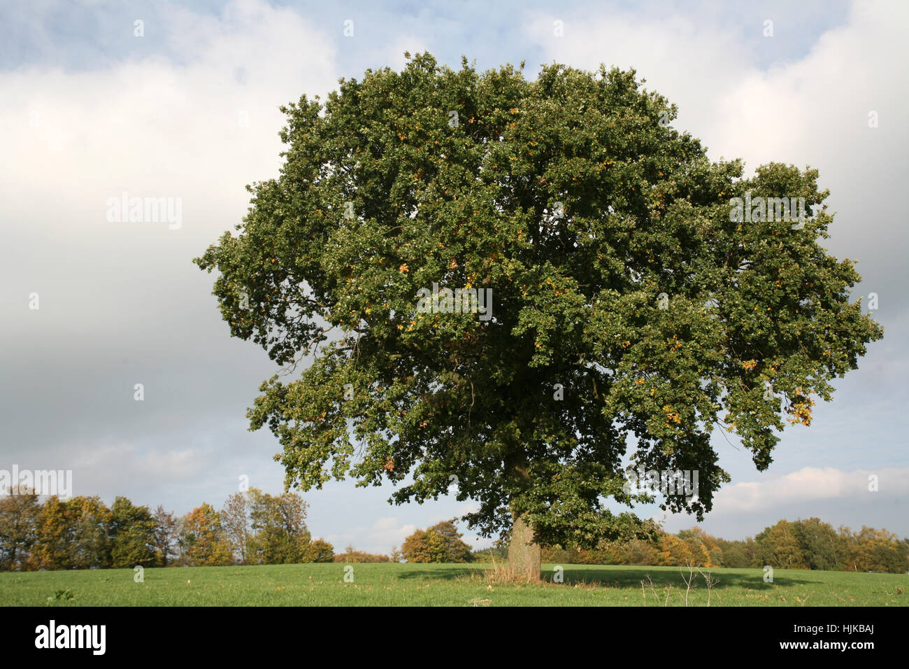 english oak in summer Stock Photo