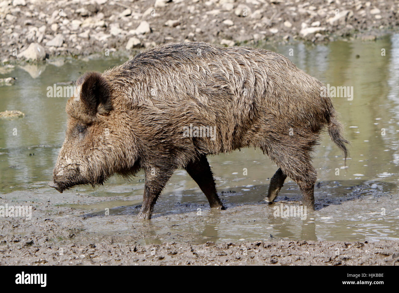 wild, portrait, wild boar, pig, wild animal, wild boars, mammal, wild, Stock Photo