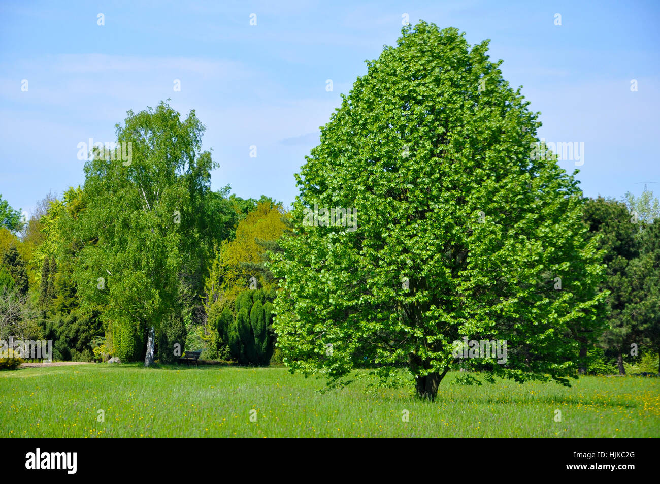 tree, trees, park, garden, green, bushes, spring, parkway, gardens, beautiful, Stock Photo