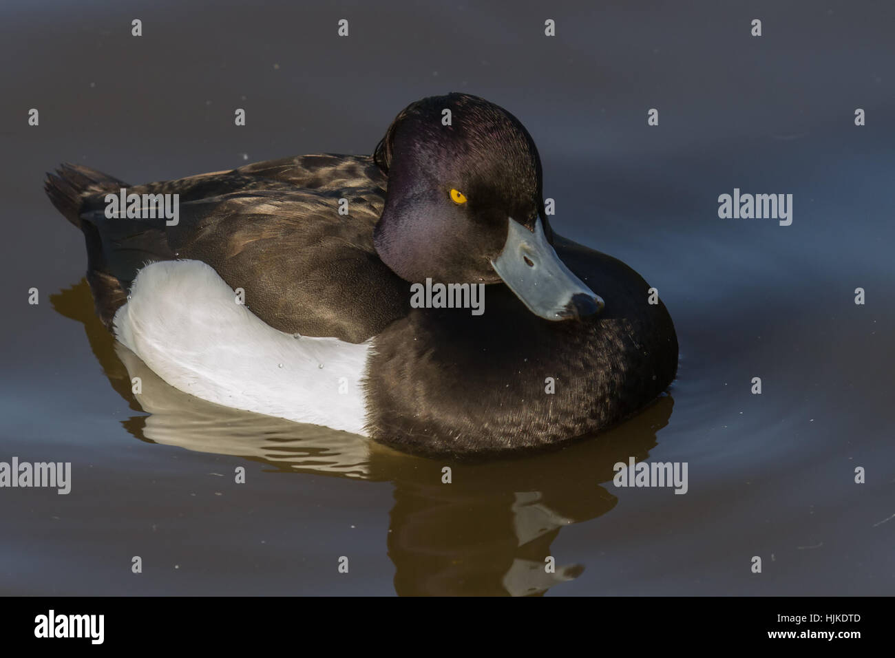 Tufted Duck (Aythya fuligula) on calm water looking at camera Stock Photo