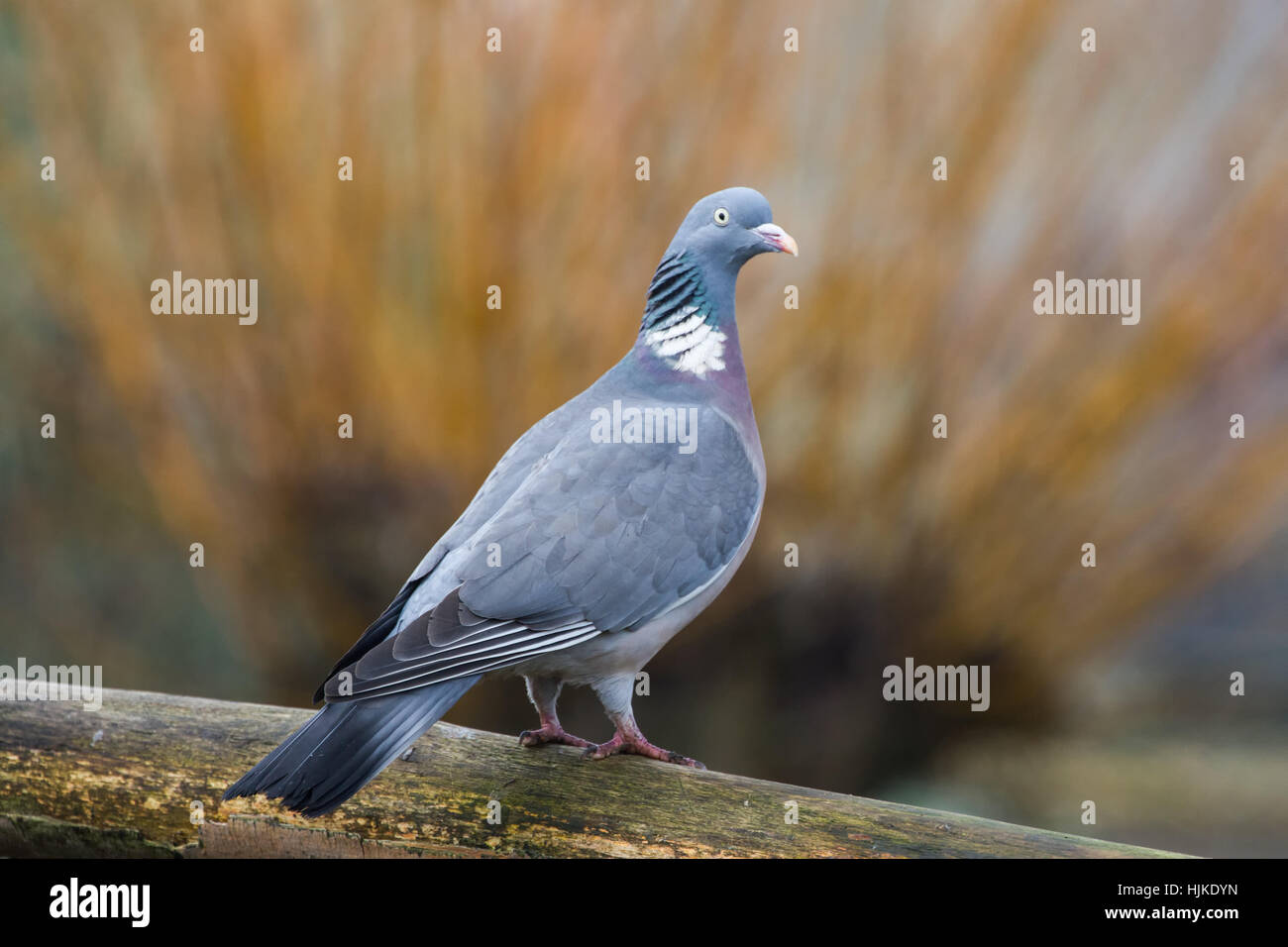 Woodpigeon (Columba Parumbus) perched on wood post looking to the right Stock Photo