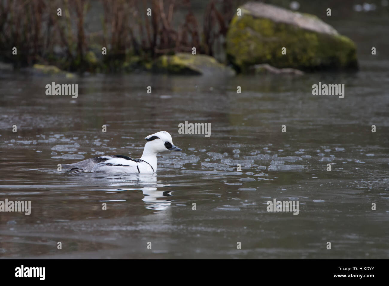 Male Smew (Mergus albellus) on a frozen pond in Winter Stock Photo