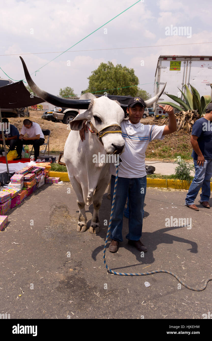 Man posing with a long horned bull Stock Photo