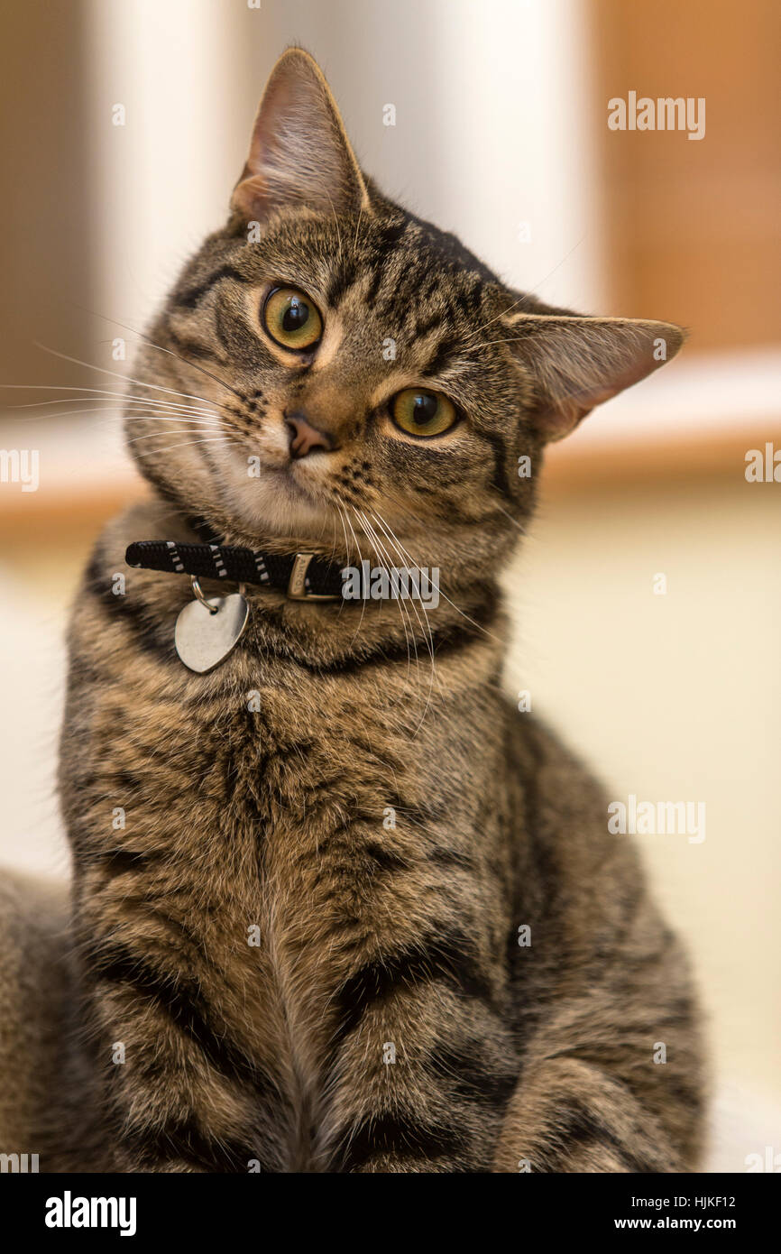 Female bengal cat, kitten, tabby, head cocked on one side, looking cute and adorable Stock Photo