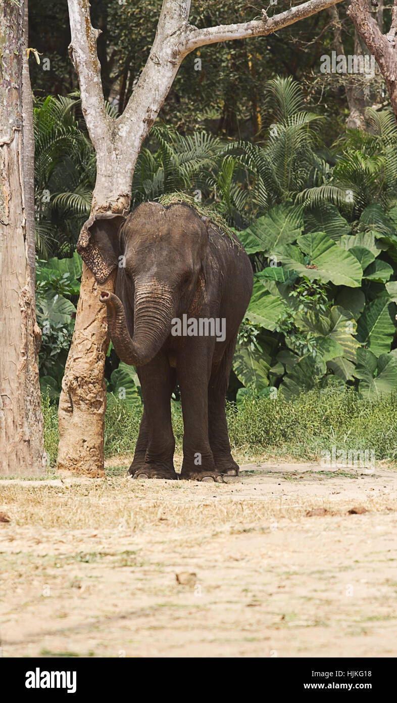 photograph of an Asian elephant rubbing up against a tree. Stock Photo