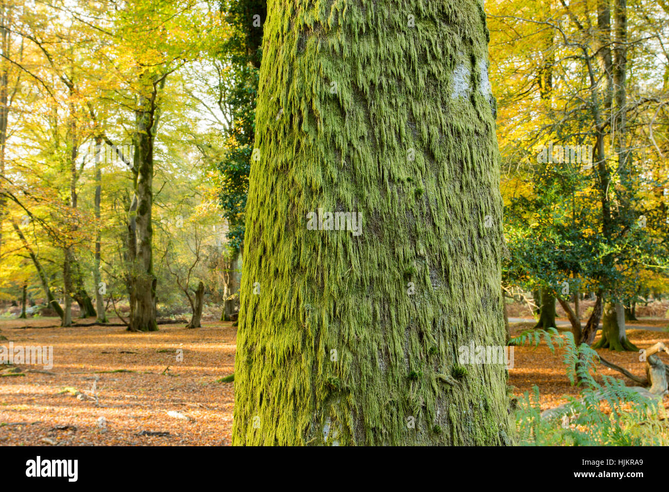 Moss growing on Beech Tree, New Forest, Hampshire Stock Photo