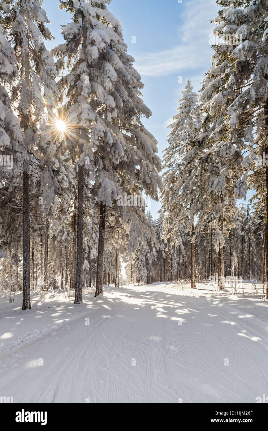 blue, tree, trees, winter, cold, icy, firmament, sky, snow, blue, tree ...