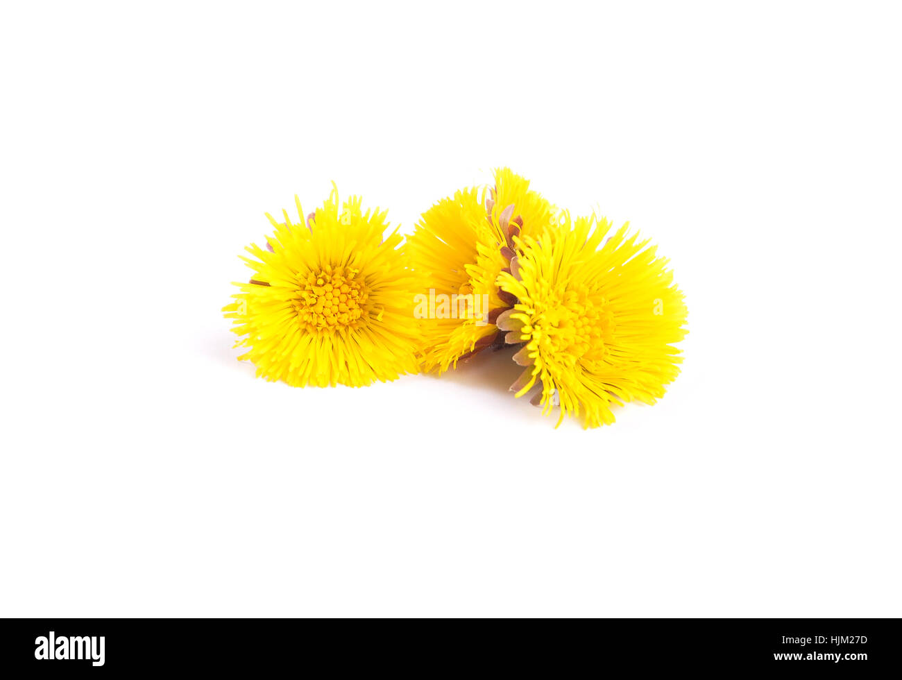 Huflattich-Blüten Stock Photo