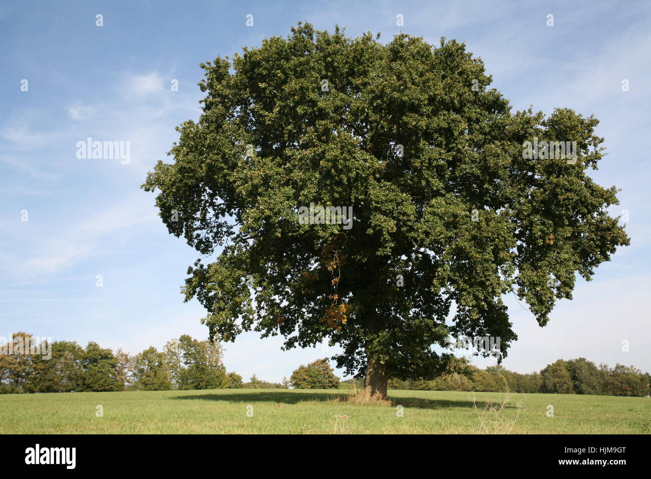 english oak in summer Stock Photo