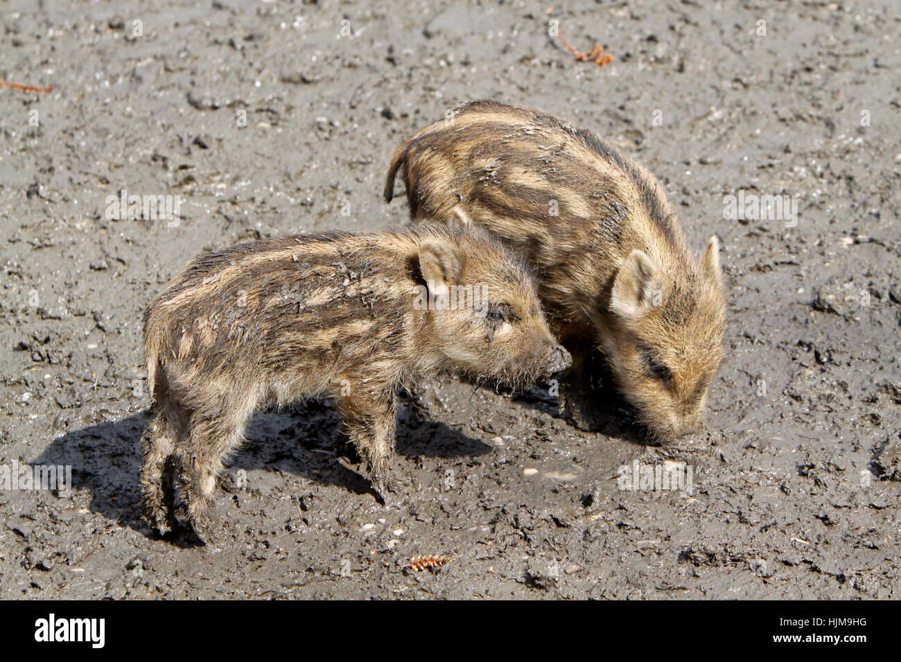wild boar, pig, young animal, young of a wild boar, animal child, wild boars, Stock Photo