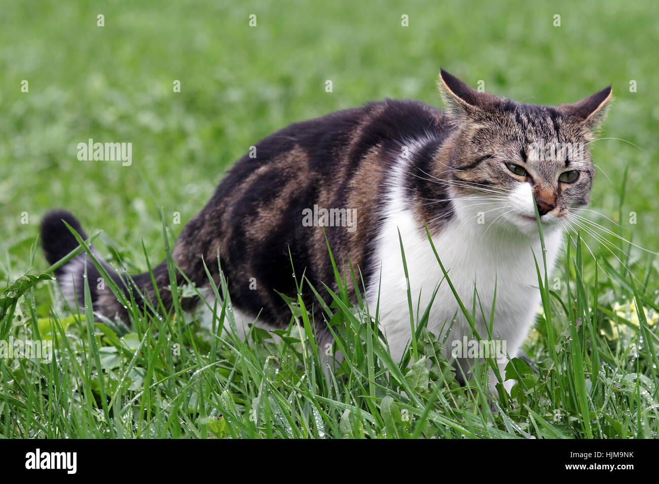 nose, mimic art, smell, sense of smell, meadow, pussycat, cat, domestic cat, Stock Photo