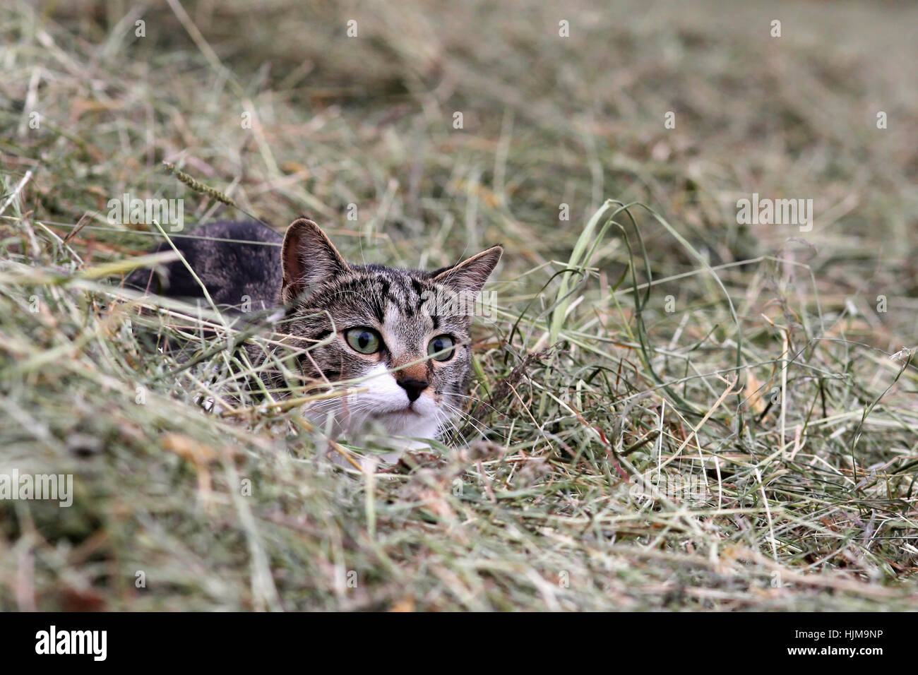 game, tournament, play, playing, plays, played, hunt, hay, lurk, attack, attack Stock Photo