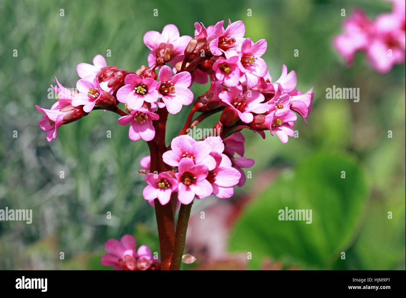 blooming bergenia Stock Photo